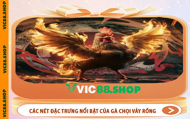 Các nét đặc trưng nổi bật của gà chọi vảy rồng