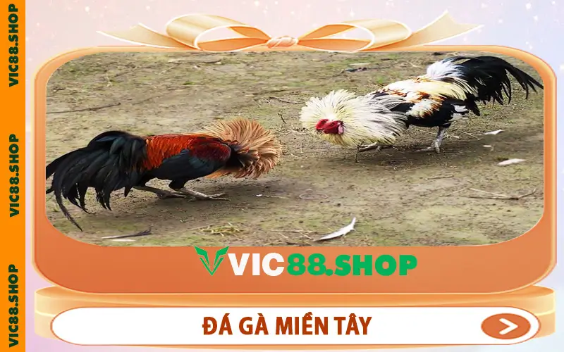 Đá Gà Miền Tây