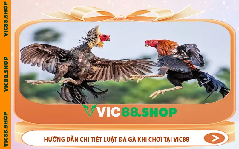 Hướng dẫn chi tiết luật đá gà khi chơi tại VIC88