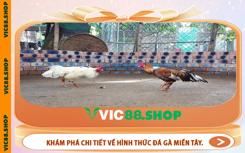 Khám phá chi tiết về hình thức đá gà Miền Tây