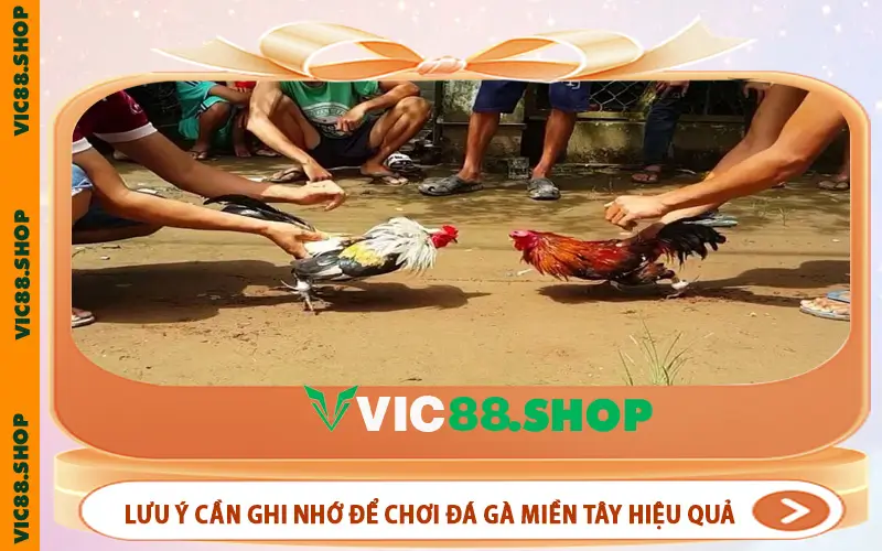 Lưu ý cần ghi nhớ để chơi đá gà Miền Tây hiệu quả