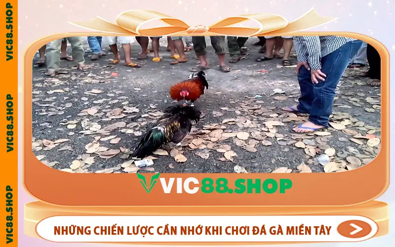 Những chiến lược cần nhớ khi chơi đá gà Miền Tây