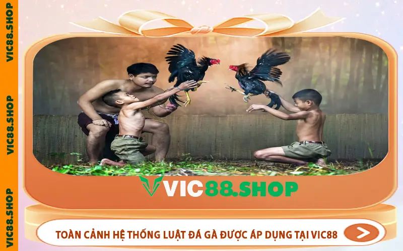 Toàn cảnh hệ thống luật đá gà được áp dụng tại VIC88