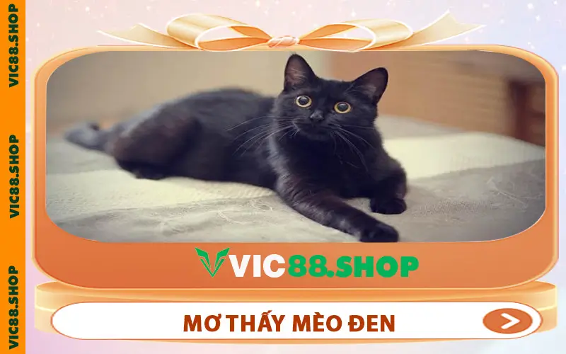mơ thấy mèo đen
