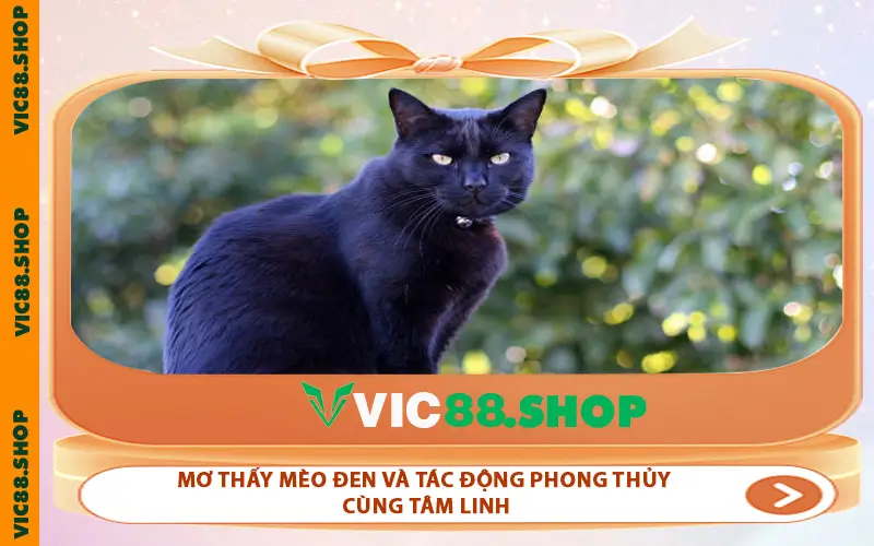 Mơ thấy mèo đen và tác động phong thủy cùng tâm linh