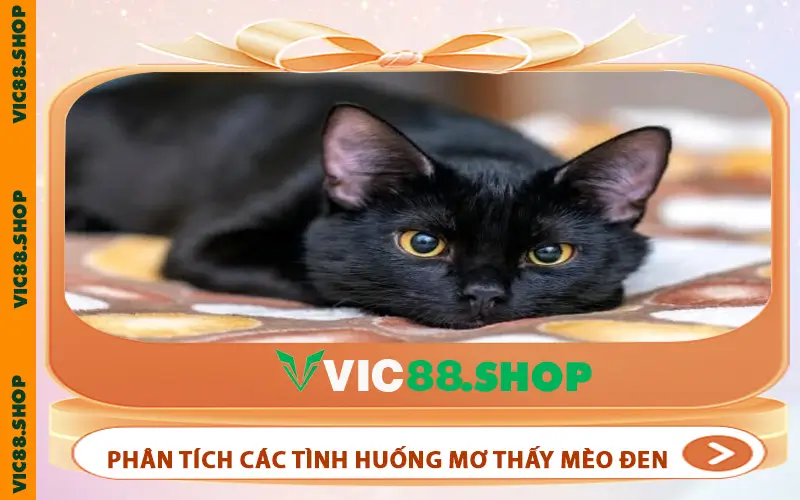 Phân tích các tình huống mơ thấy mèo đen và điềm báo