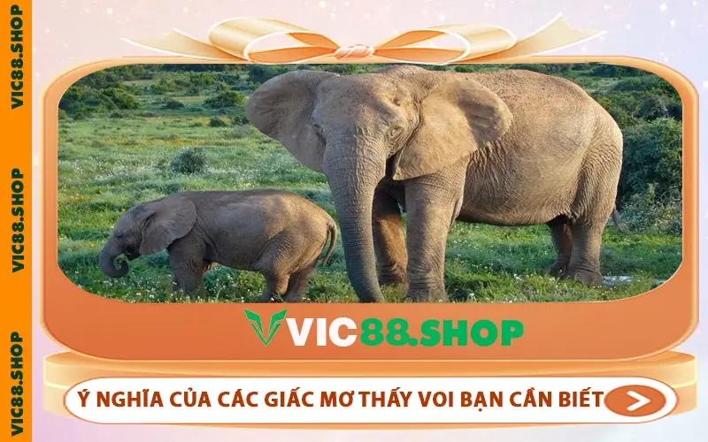 Ý nghĩa của các giấc mơ thấy voi bạn cần biết